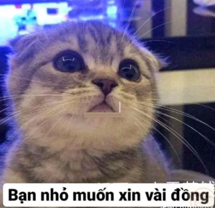 Bộ Sưu Tập Meme Tiền Hài Hước, Vui Nhộn 2026