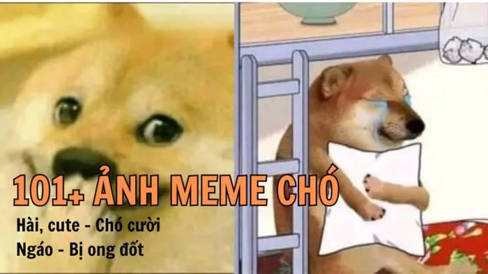 Meme: 999+ Những hình ảnh meme hay, hài hước nhất VN