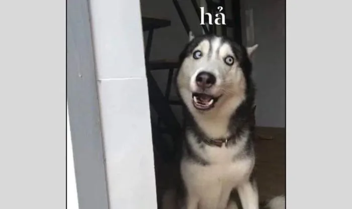 10.000+ ảnh Meme hài bựa, vô tri, cute miễn phí 2026