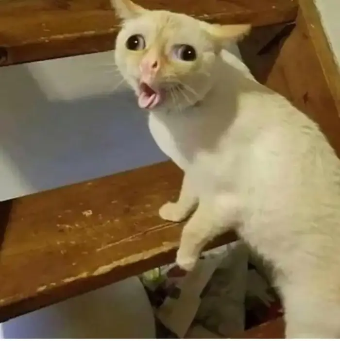 Bộ sưu tập ảnh vô tri meme vui nhộn và độc đáo nhất