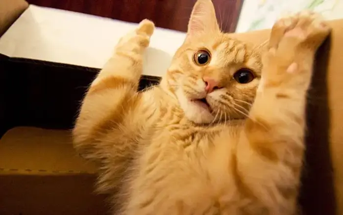 Bộ sưu tập ảnh vô tri meme vui nhộn và độc đáo nhất