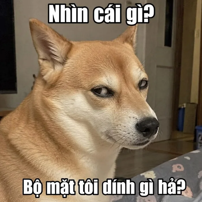 148+ Meme Chó Lườm, liếc bựa banh chành không lối thoát