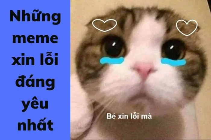 Meme xin lỗi được yêu thích nhất để xin tha thứ một cách đáng yêu