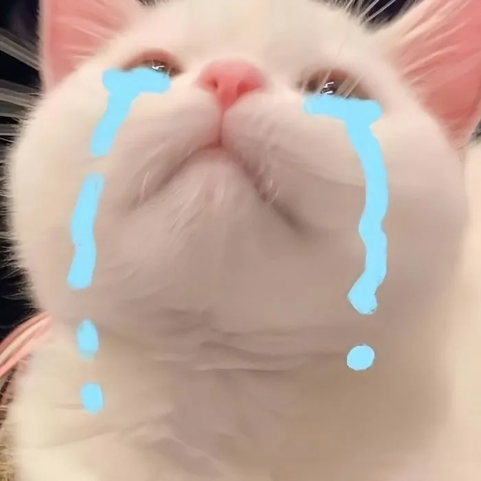 100+ ảnh meme xin lỗi - Bí kíp “chữa cháy” cực kỳ hiệu quả - JBAGY