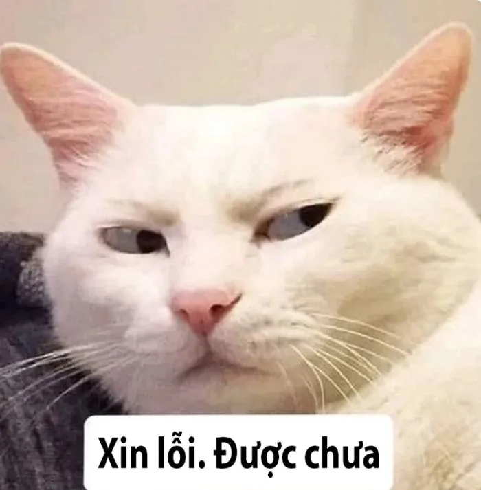 Tổng hợp meme xin lỗi đáng yêu, hài hước nhất