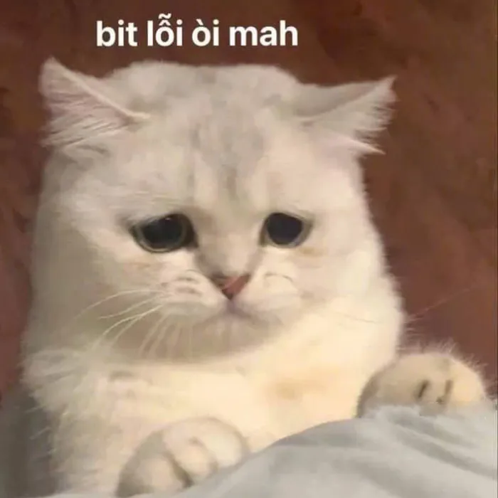 Bộ sưu tập 157+ meme xin lỗi hài hước khiến ai cũng bật cười