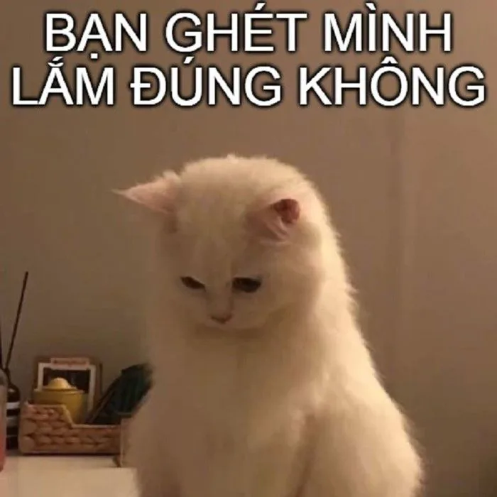 99+ ảnh meme xin lỗi người yêu cute, đáng yêu, hài hước