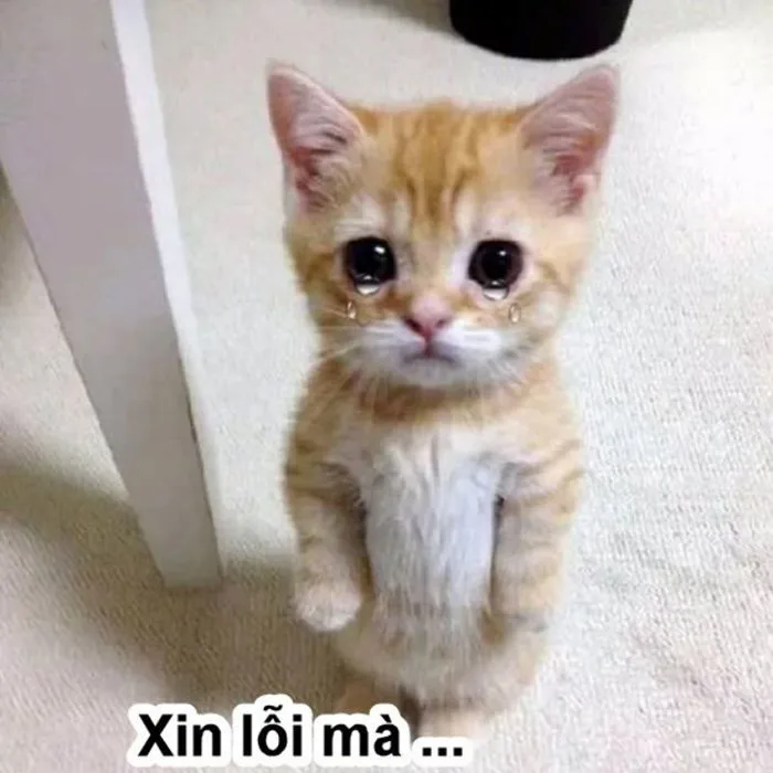 100+ ảnh meme xin lỗi - Bí kíp “chữa cháy” cực kỳ hiệu quả - JBAGY