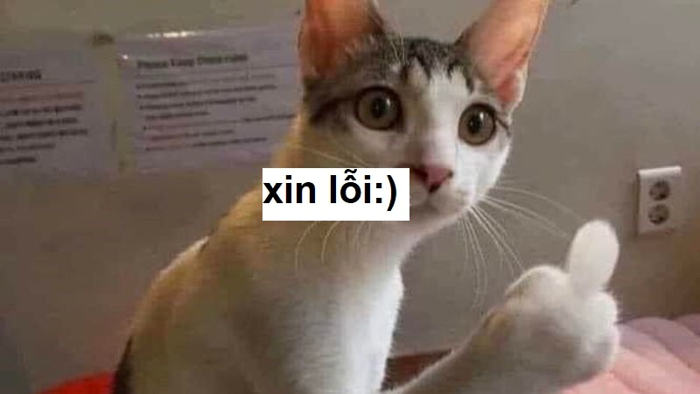 Tổng hợp 99+ ảnh meme xin lỗi người yêu cute, đáng yêu, hài hước “chữa  cháy” cực kỳ hiệu quả