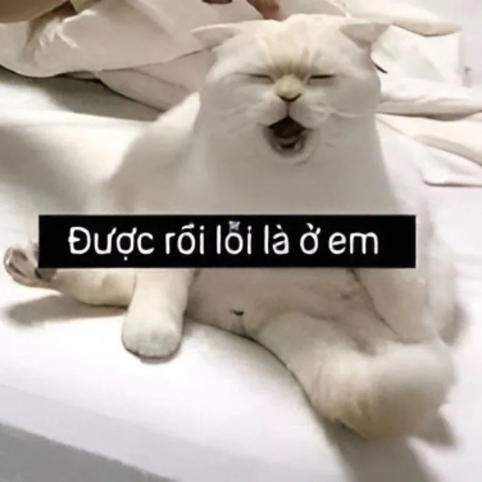 99+ ảnh meme xin lỗi người yêu cute, đáng yêu, hài hước