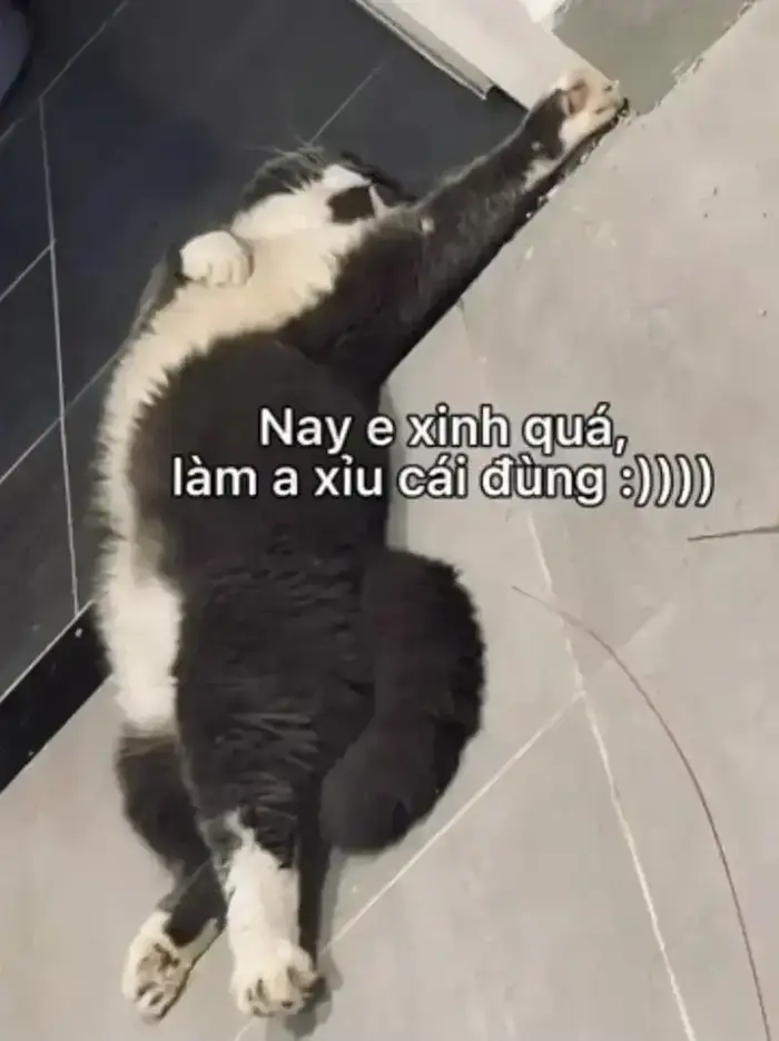 Cười té ghế với loạt meme xỉu cực kỳ vui nhộn hôm nay