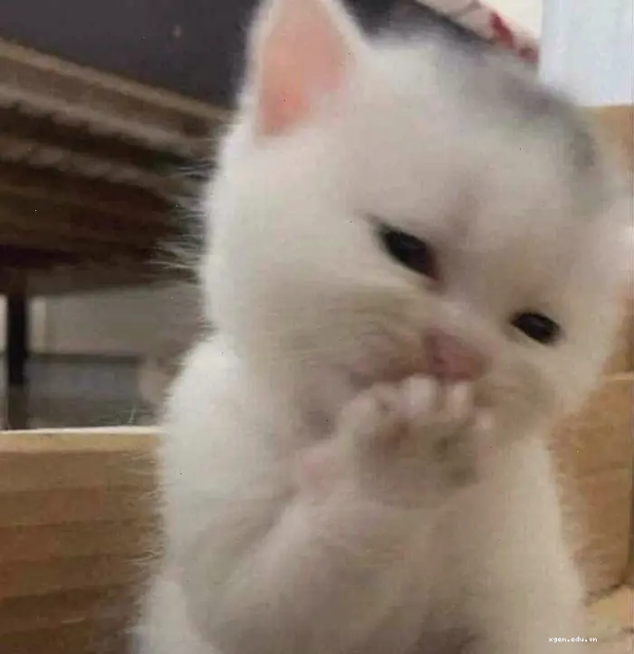 Meme Ngất Xỉu Biểu Cảm Khó Đỡ và Lầy Lội Nhất 2026