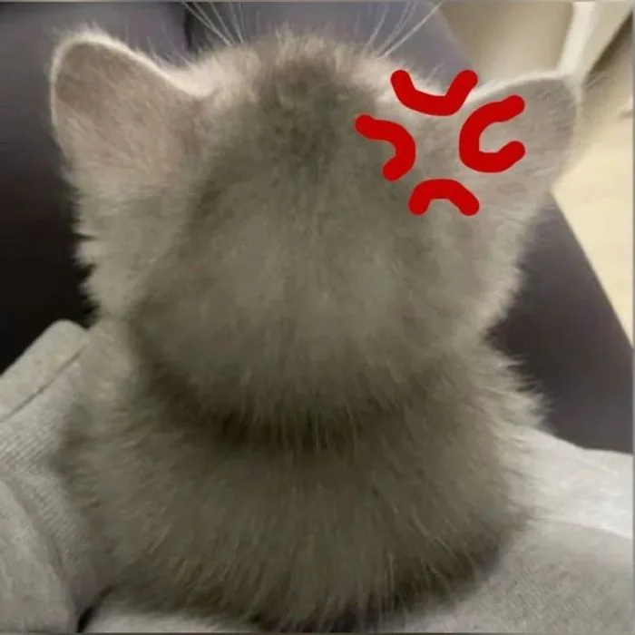 Bộ sưu tập ảnh Meme dỗi cute cưng xỉu, thả đâu cũng hợp mood