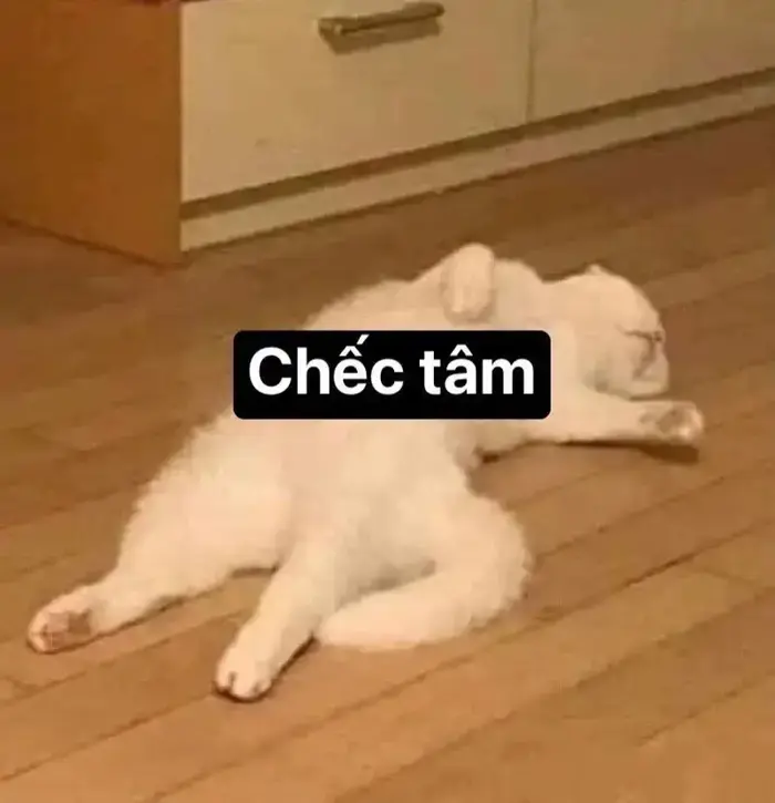 Cười té ghế với loạt meme xỉu cực kỳ vui nhộn hôm nay