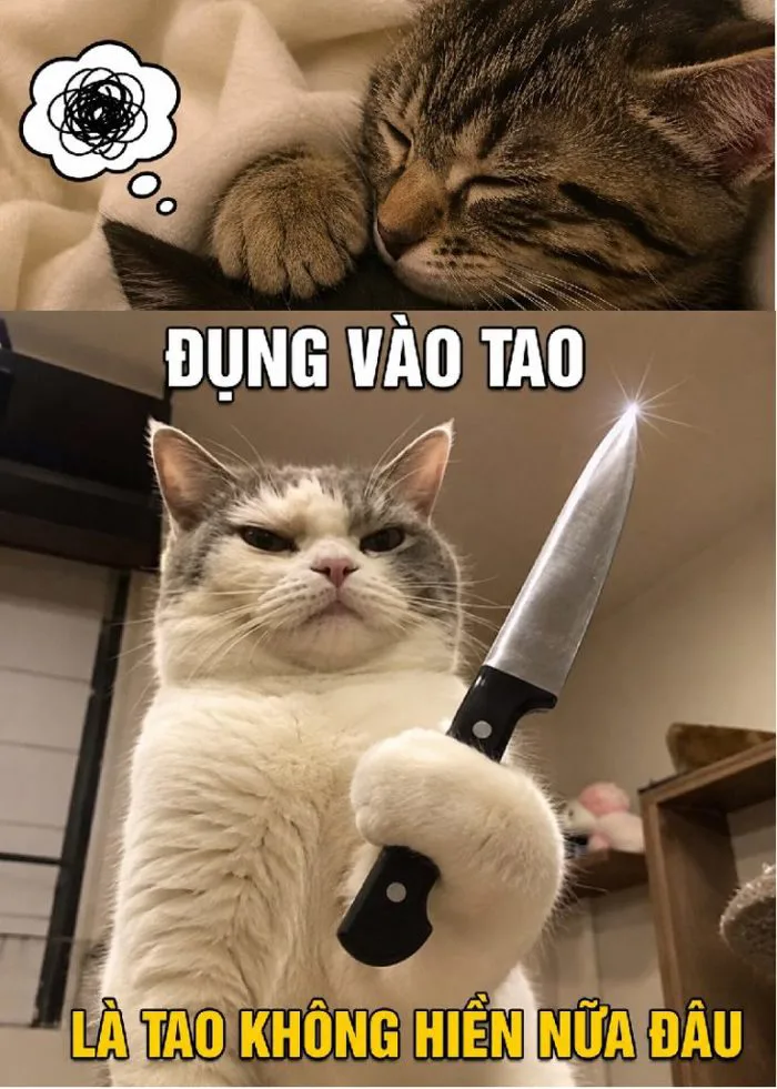 138+ Meme Mèo Cầm Dao, cầm phóng lợn bá đạo cười xỉu