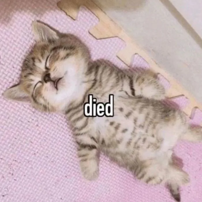 Trọn bộ ảnh Meme Mèo hài hước – Cat Meme bựa nhất (hình gốc)