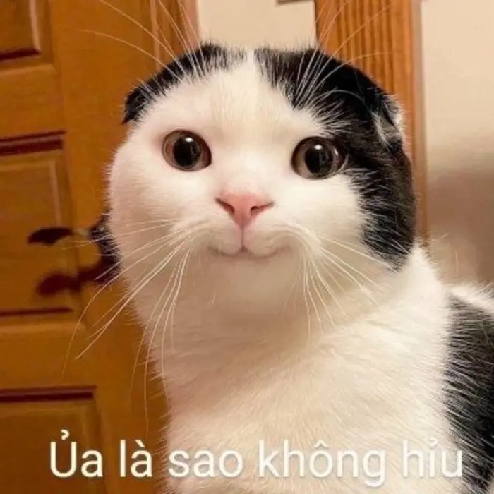 Tổng hợp ảnh meme chế hài hước nhất khiến bạn cười xỉu