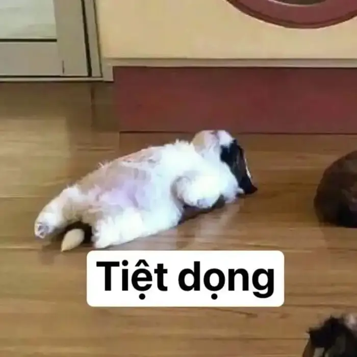 Cười té ghế với loạt meme xỉu cực kỳ vui nhộn hôm nay