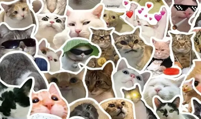 Tổng hợp ảnh hình nền meme hot trend khiến bạn cười xỉu