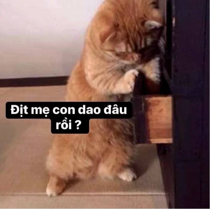 Meme Mèo Cầm Nhẫn Cười Xỉu Vì Độ Lầy Lội 2026