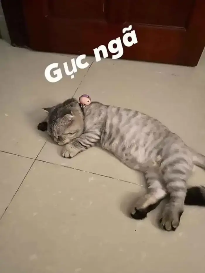 Cười té ghế với loạt meme xỉu cực kỳ vui nhộn hôm nay