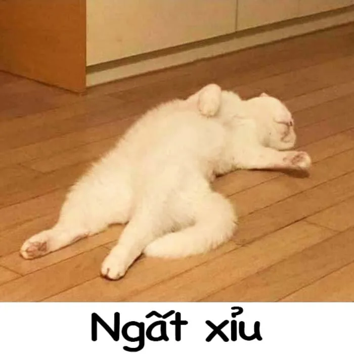 999 ảnh MeMe Mèo cầm súng, hút thuốc, Like.. (Phần #3)